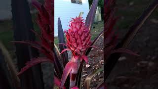 in love with how beautiful a pink pineapple is growing [upl. by Eugilegna]