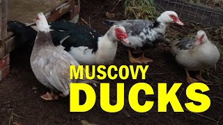 Native Ducks Muscovy Ducks [upl. by Orford]