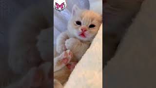 Cute kitten hiccup  Newborn Baby hiccuping after drinking milk  Funny kitten hiccups 😍 [upl. by Asilet]