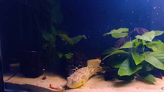 Fahaka puffer eating crayfish part 2 [upl. by Yelena]