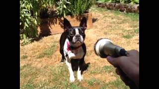 dog vs water hose [upl. by Einahpad103]