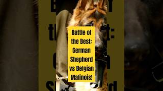 German Shepherd vs Belgian Malinois Which Breed Dominates the Battlefield dog animals cutedog [upl. by Kevan257]