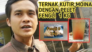 ternak kutir moina dengan pelet fengli 1 kilo [upl. by Annaerdna]