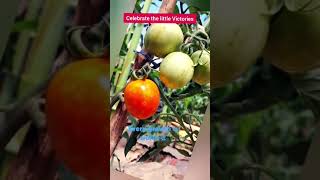 First Tomato Ripens homegrowntomatoes amazing [upl. by Collar]