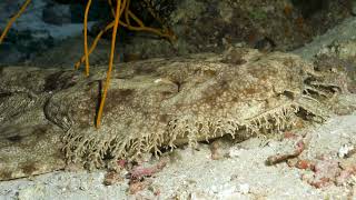 Tassled Wobbegong [upl. by Drofnelg171]