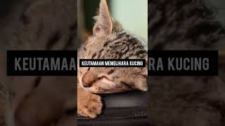 KEUTAMAAN MEMELIHARA KUCING kucing kucinglucu [upl. by Orlanta]