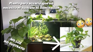 Como tener plantas en tu acuario sin luz ni sustrato Plantas de tierra en tu acuario potos [upl. by Fayola]