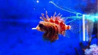 Dendrochirus Brachypterus  Fuzzy Dwarf Lionfish eating Guppy Fish [upl. by Kallista]