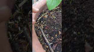 The Growth Journey of Fig Trees The Joy of Planting  Episode 285 [upl. by Ataynik]