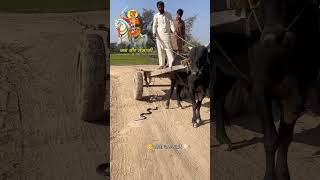 stutas tejaji tarding tejajimaharaj newpost temple viral farming rajasthan gau sanx [upl. by Otilia]