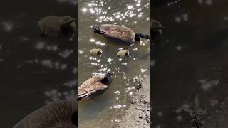 Goose Gander amp 2 Goslings Enjoying A Swim 🪿🐥 goose babyanimals family wildlife shorts [upl. by Eelyac]