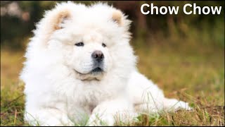 Chow Chow dog  Dog Breeds  Chow Chow  chow chow puppy  Dog [upl. by Skipton940]