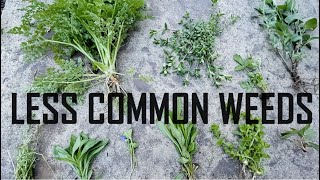 Identifying Less Common Weeds  Weed Identification [upl. by Jolee576]