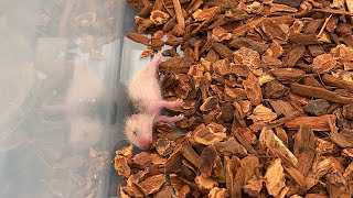 Baby rattlesnake eats first meal during the winter time [upl. by Aicnerolf]