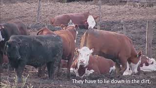 High Quality Beef Feedlots English [upl. by Irakab]