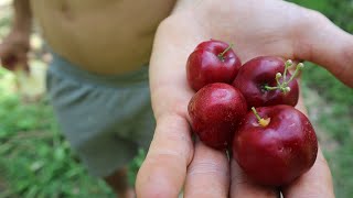 EP73 ACEROLA  Una de las frutas con mayor contenido de VITAMINA C [upl. by Lubin]