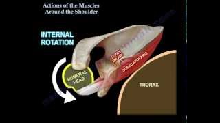 Actions Of The Muscles Around The Shoulder  Everything You Need To Know  Dr Nabil Ebraheim [upl. by Manvell235]