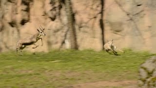 Tiny gazelle leads highspeed chase at zoo [upl. by Eniamahs]