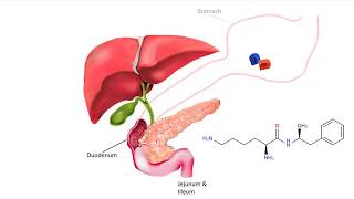 Vyvanse Metabolism to dAmphetamine [upl. by Saffian]