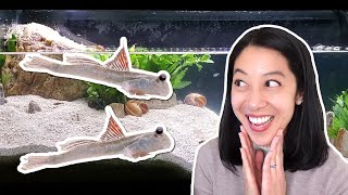 I got Dwarf Mudskippers aka Coolest Oddball Fish Ever [upl. by Attinahs]