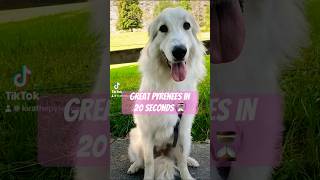 Great Pyrenees in 20 seconds 🥰🐶 cute dog shorts [upl. by Halihs]