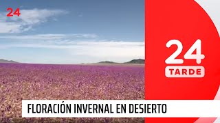 Floración invernal en el desierto sorprende a turistas ¿Se adelantó la temporada  24 Horas TVN [upl. by Ruenhcs647]