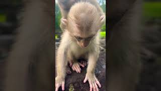 Tiny baby monkey shorts monkey babyanimal binky binkly cute babymonkey animals [upl. by Ebeneser]