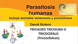 TRICHURIS TRICHIURA TRICOCEFALO Parasitosis humanas David Botero [upl. by Aranahs]