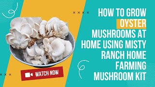 Hindi  How to Grow Oyster Mushroom at Home using misty ranch home farming mushroom kit Hindi [upl. by Felten]