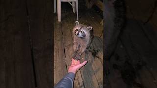 Daves Adorable Raccoon Encounter [upl. by Brightman538]