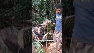 These Papuans are preparing a traditional food called sago or sagu history tradition [upl. by Eillod]