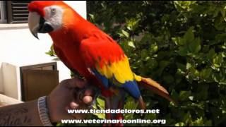 Guacamayo Ara Macao Cyanoptera  Veterinario Online [upl. by Maidel520]