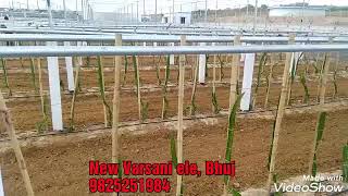 Dragon Fruit New Technic Cultivation Plantion  Pitaya Fruit Pitahaya Fruit Best For Farming [upl. by Rosmunda]