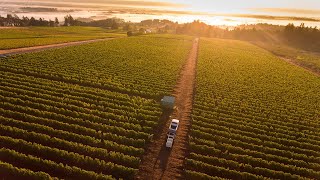 Brooks Estate Vineyard 2023 TimeLapse [upl. by Henni974]