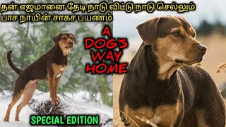 ஒரு நாயின் வீட்டை தேடி சாகச பயணம்TVOTamil Voice OverTamil Dubbed Movies ExplanationTamil Movies [upl. by Leodora]