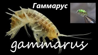 Gammarus Гаммарус для зимней рыбалки [upl. by Euqinitram]