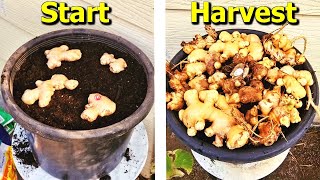 How to Grow Ginger From STORE Bought Ginger in Containers [upl. by Demott]