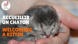 11 conseils utiles pour préparer la maison avant daccueillir un chaton [upl. by Leiru223]