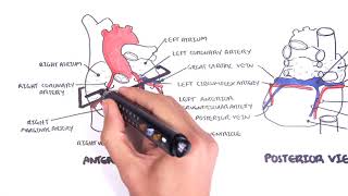 Clinical Anatomy  Cardiac Coronary Vessels left and right coronary artery venous sinus [upl. by Yrellih458]