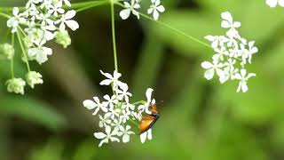 Sawfly Visits Cow Parsley Flowers for Nectar [upl. by Maples]