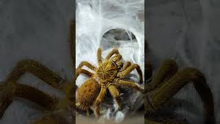 Pterinochilus murinus fypシ゚viral tarantula arachnid animals spider fyp [upl. by Syck]