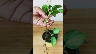 How to Grow Heartleaf Philodendron Plant Cuttingsshorts growth cuttingplants pothosplant grow [upl. by Adest529]