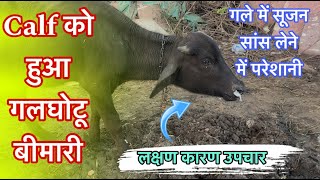 गलघोटू रोग  Hemorrhagic Septicimia  H S  Symptoms amp treatment [upl. by Nikos]