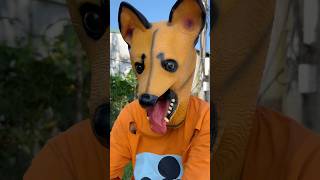 Does a Tractor Really Run Over Your Phone 😂 funny dog shortvideo [upl. by Yntruoc]