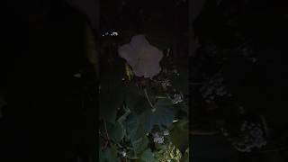 My Garden at NIGHT 🌙 moonflower nightsounds gardentour [upl. by Odrarebe]