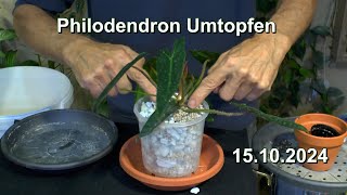 Philodendron EXTREM Umtopfen Philodendron in Basalt und Bogenhanf kontrollieren [upl. by Erdnaxela]