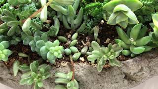 How To Spot Spider Mite Damage On Succulent Plants [upl. by Ynnob387]