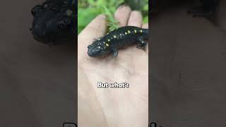 The Only Photosynthetic Animal Meet the YellowSpotted Salamander animalfacts spottedsalamander [upl. by Ambrosius]