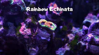 Rainbow Echinata Coral [upl. by Adnarym]