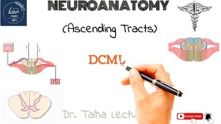 DCML  Pathway amp Signs of Lesions [upl. by Duster]